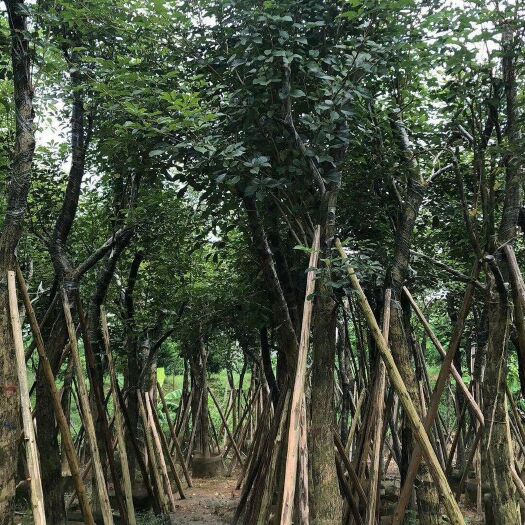 揭阳 各种规格移植黄花风铃木