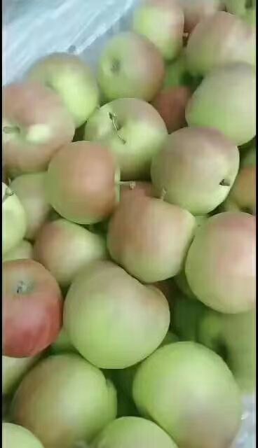 沂水县藤木苹果  山东早熟苹果种植基地    产地直销，
