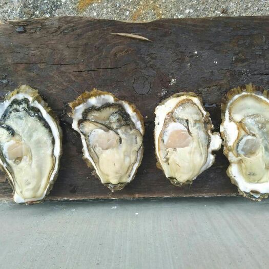长海县大连生蚝 长海县三倍体生蚝，二倍体生蚝全省大量批发，我有货源，等你赚钱