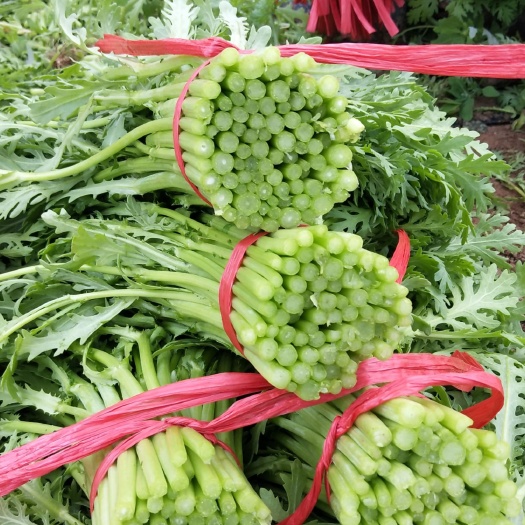 天镇县 优质茼蒿
