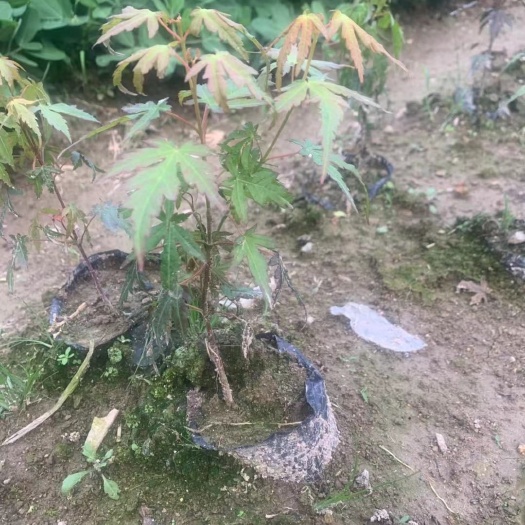 新昌县鸡爪槭苗 丛生鸡爪槭杯苗