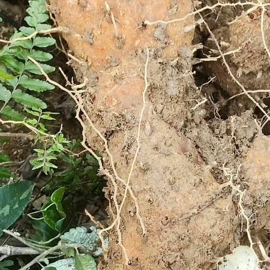宜丰县绵萆薢，腾类多年生长植物，有需要的老板联系