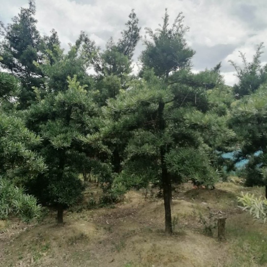 漳平市普通罗汉松