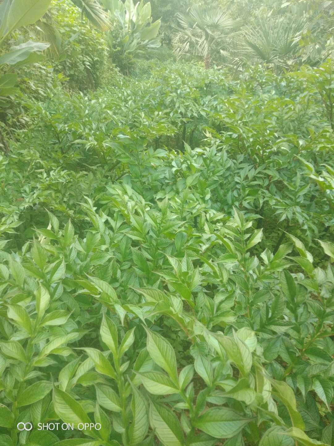要魔芋种子的下半年可以预定了，基地种子，没有打过任何药水，