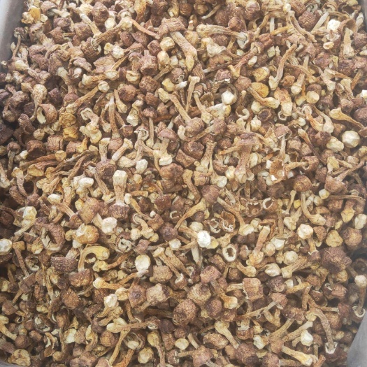 成都 姬松茸产地直销