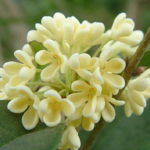 桂花树苗  桂花苗，花特别香，阳台庭院都可以种植