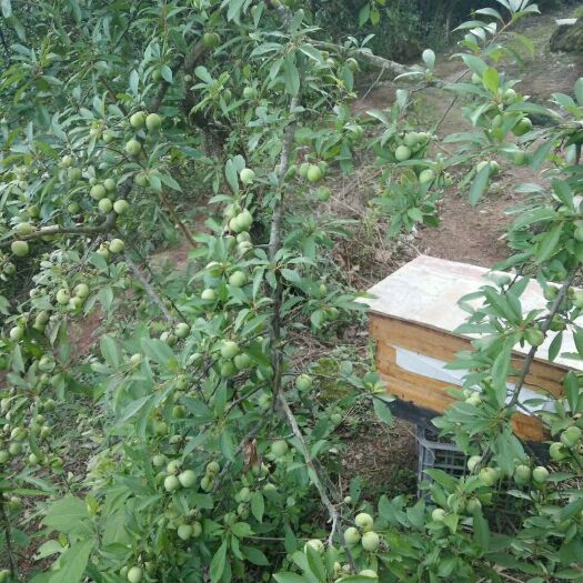 赤水市 正宗山间土蜂蜜，！！！