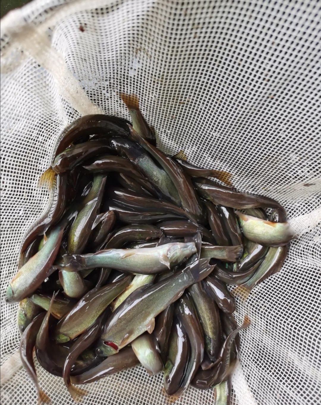 丁桂鱼苗  ，品种好，场地销售，良种淡水鱼苗。