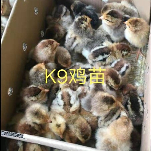南宁K9鸡苗 公