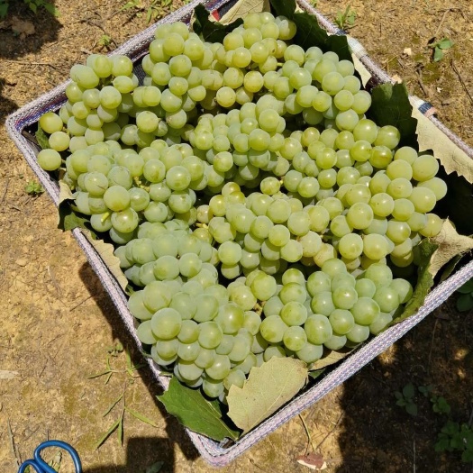 贵阳 水晶葡萄果大糖分高，味甜