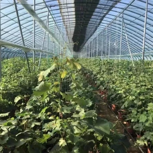  天津市华油实业有限公司，生产大棚管