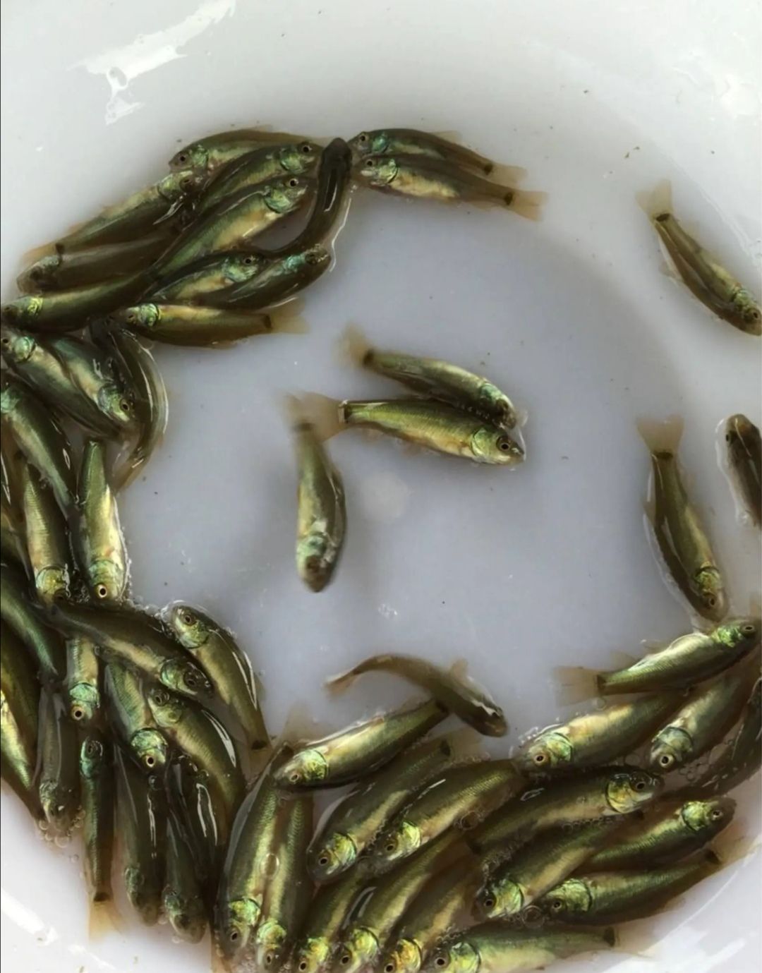 丁桂鱼苗  ，品种好，场地销售，良种淡水鱼苗。