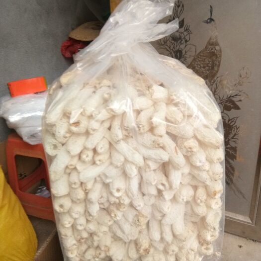 古田县竹荪  大量批发欢迎选购