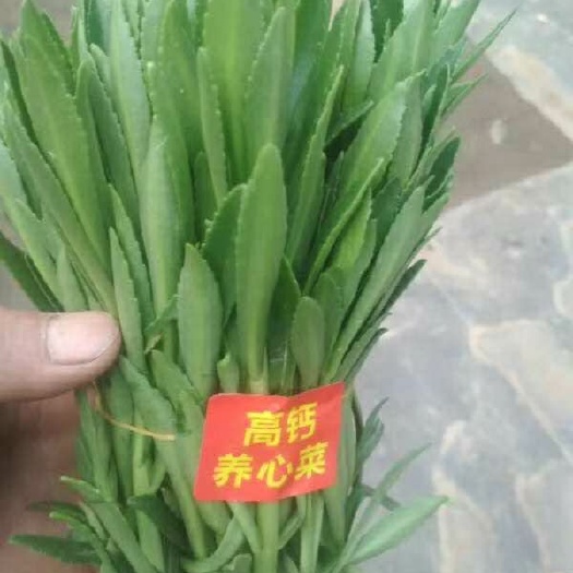 长丰县 蔬菜，养心菜，救心菜，土三七
