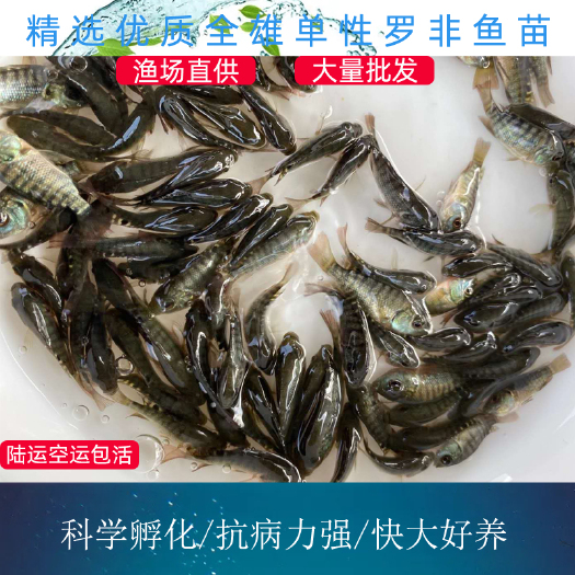 广州 罗非鱼 海南一号罗非 全雄快大罗非 吉富罗非水花