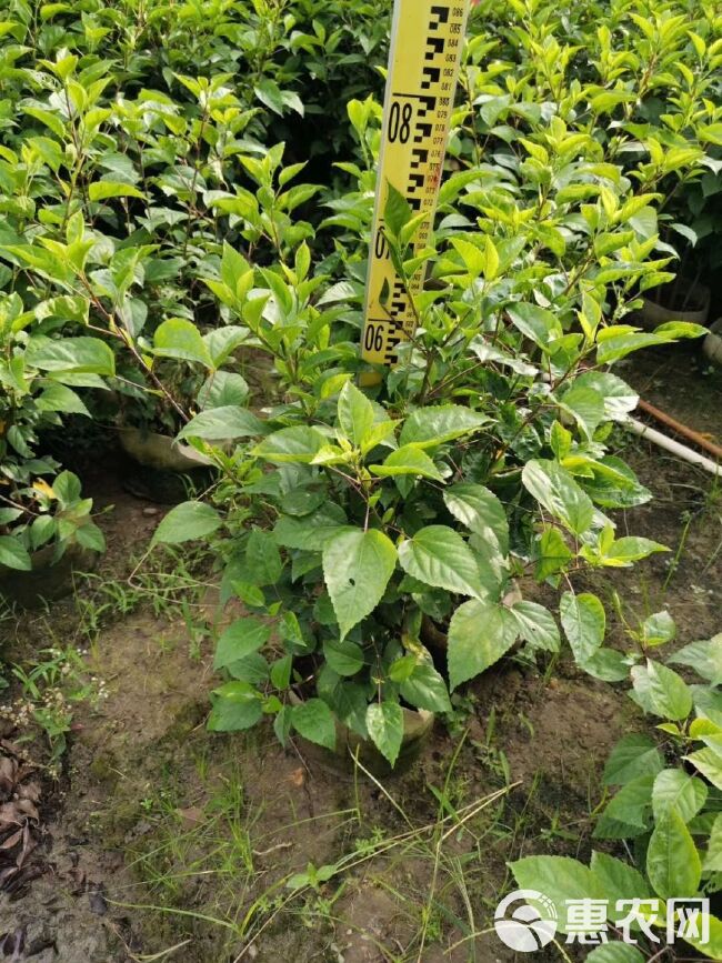  各种地被植物出售