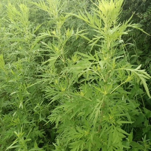 盘州市苦艾  新鲜艾草，

欢迎光临产地订购量大优惠