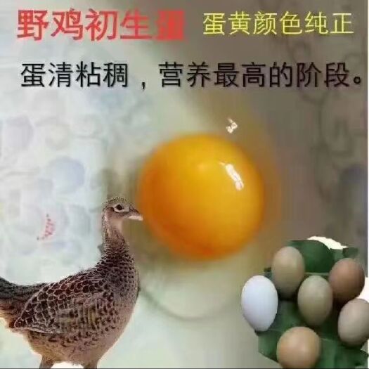 商河县七彩山鸡蛋  山鸡蛋