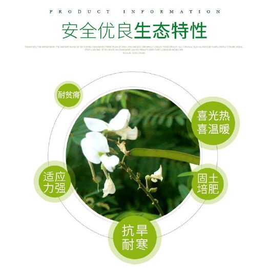 南宁护坡灌木山毛豆种子 山毛豆种籽种子绿化植物 当年新采山毛豆