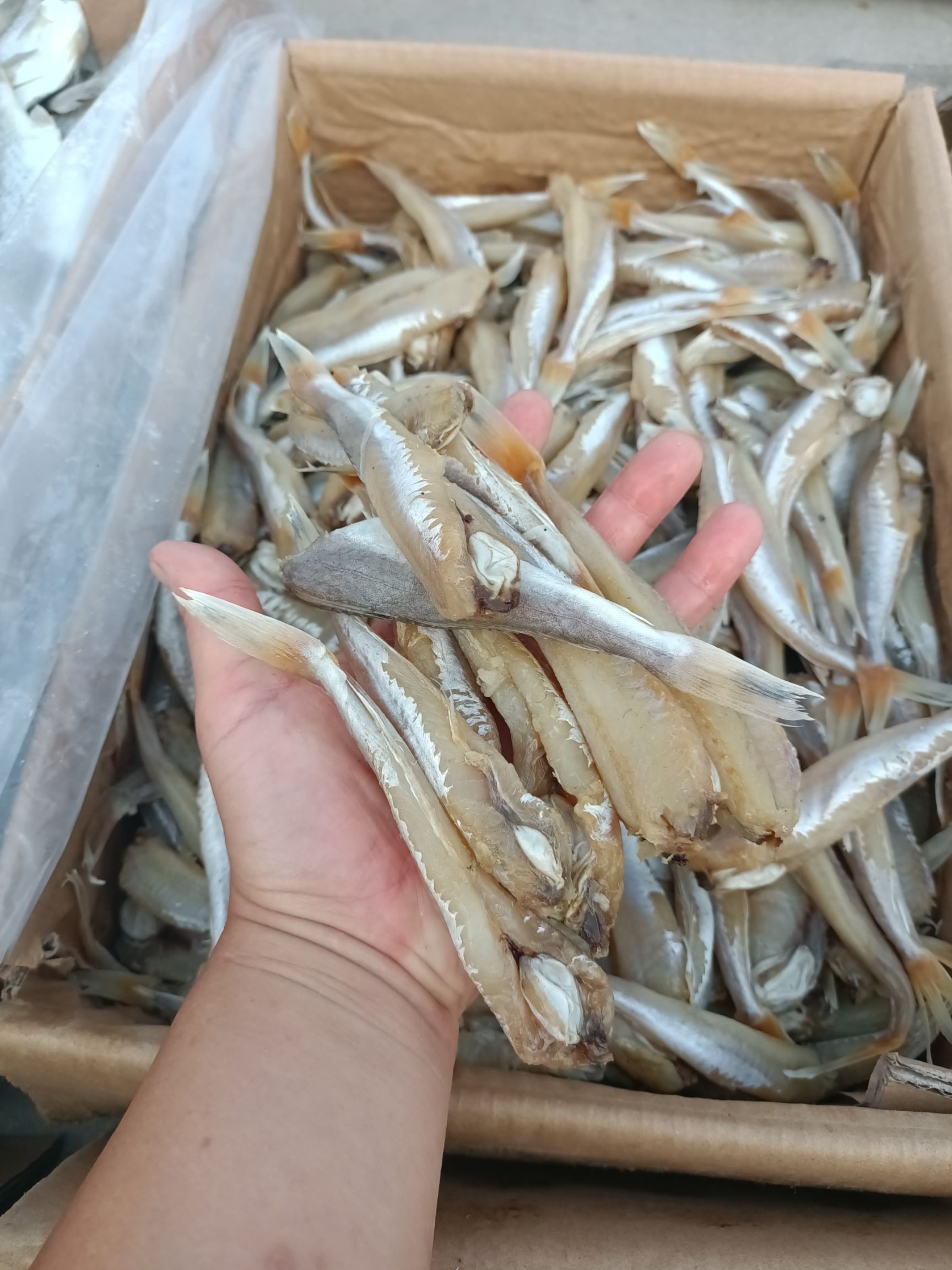 红娘鱼，腌制咸鱼。