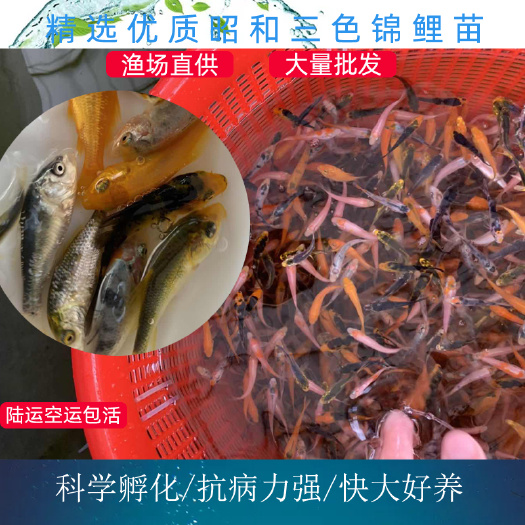 广州 锦鲤鱼苗 大正三色锦鲤 昭和三色锦鲤 渔场直供