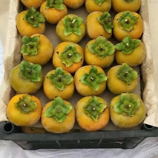 大荔县陕西六月黄柿子，七月黄柿子，各大市场