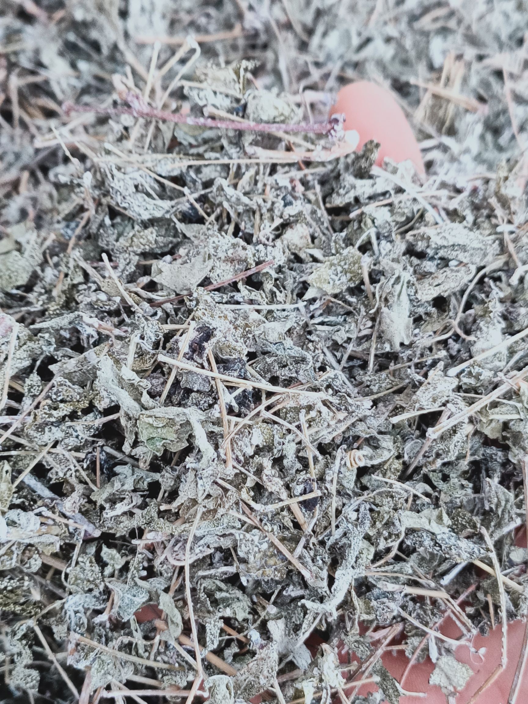  田氏溪黄草新鲜干货溪黄茶溪王草益肝广东草药散装泡茶500g