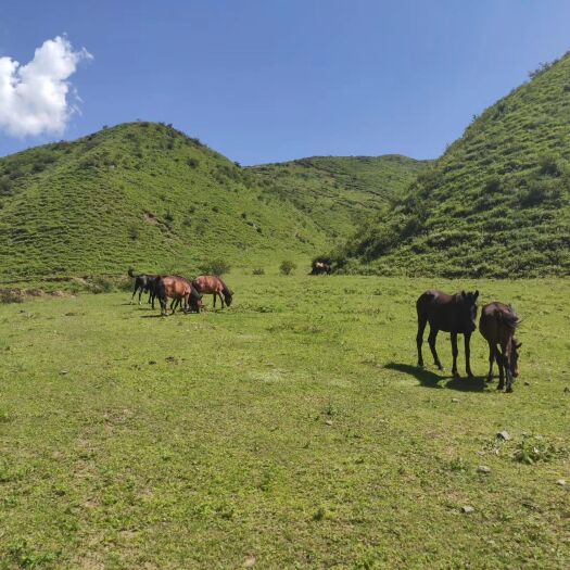 礼县肉马改良马，马驹