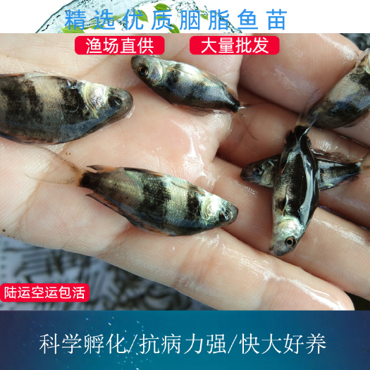 广州 胭 脂鱼苗 好运一帆风顺胭 脂鱼苗