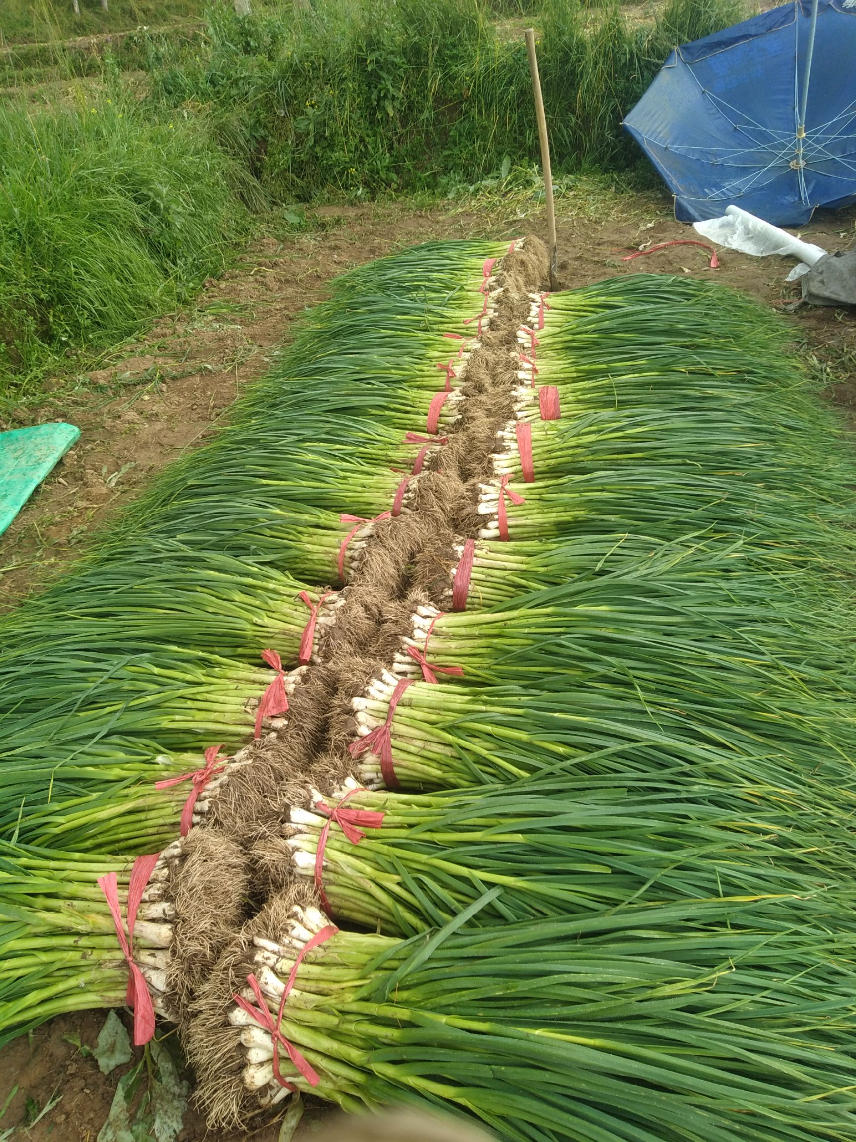 白根蒜苗 70 - 80cm