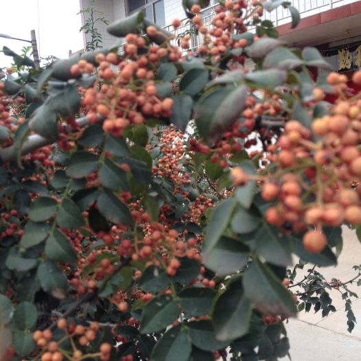 永济市 产大红袍花椒