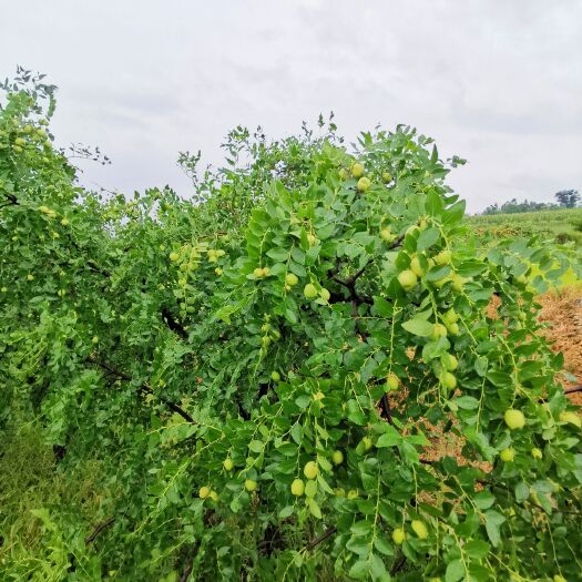 道县蜜枣 这个照片是6月25日拍的，大个的跟鸡蛋一样！