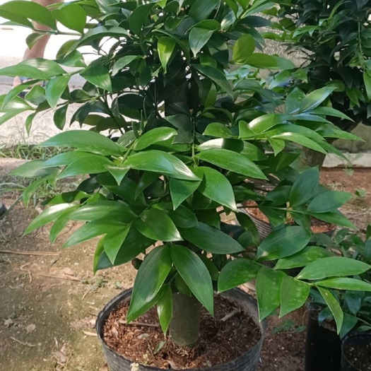 漳平市竹柏盆栽圆叶尖叶防驱蚊虫草清香型植物大办公室内好养客厅小绿植
