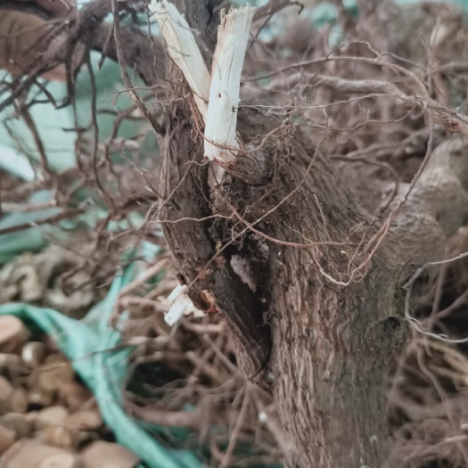  中药材走马胎500克 正品走马腾 血枫大发药 走马风全株