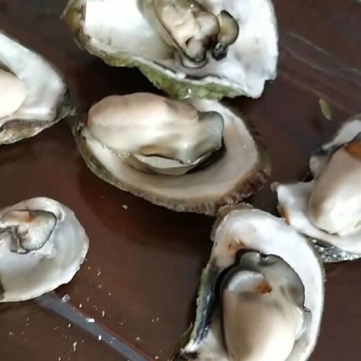 遂溪县冷冻生蚝 1个月