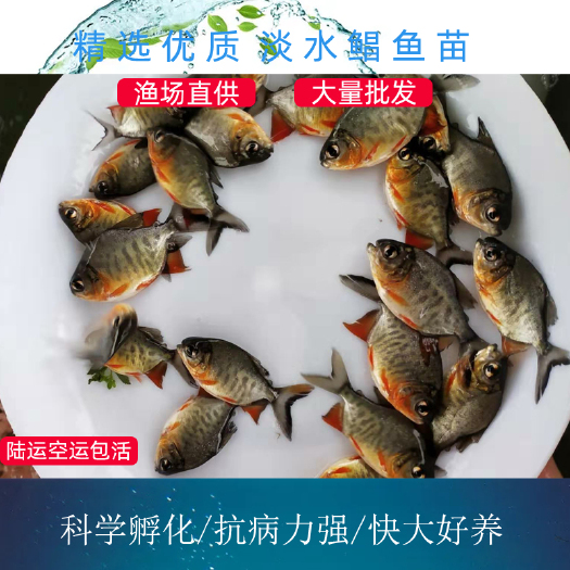 广州 鲳鱼鱼苗 淡水白鲳鱼鱼苗红鲳鱼鱼苗平鱼镜鱼苗