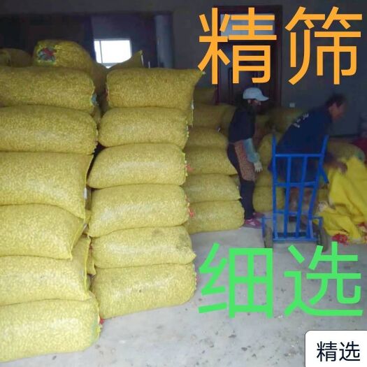东海县四粒红鲜花生带壳大量上市中