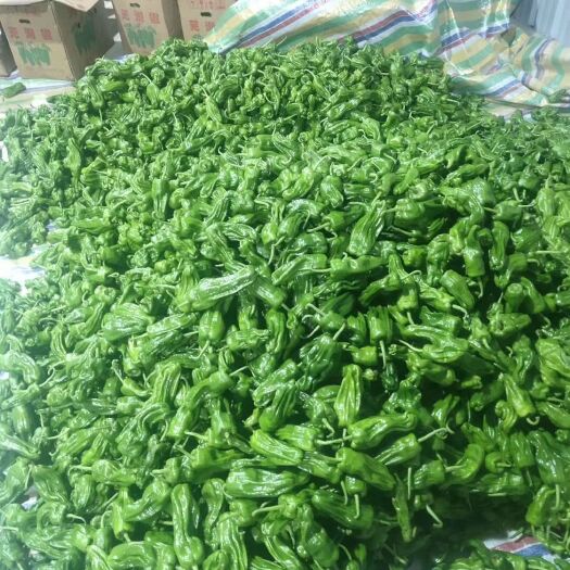 兴山县辣椒 高山精品薄皮椒，厂家直销，大量上市芜湖椒