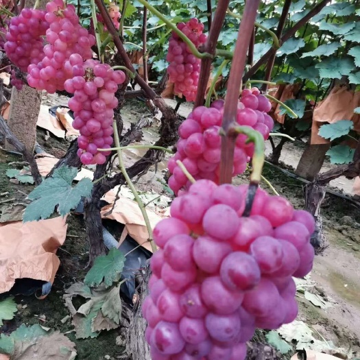 叶县巨峰葡萄 大颗粒巨峰成熟，糖度16串型好，上色好，价格美丽，欢迎订购