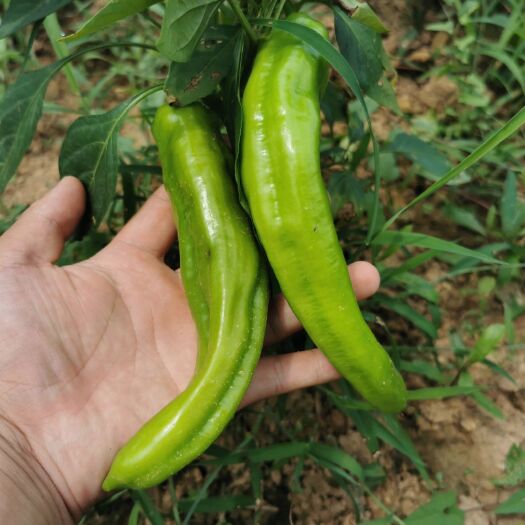 商南县 农家有机肥蔬菜椒