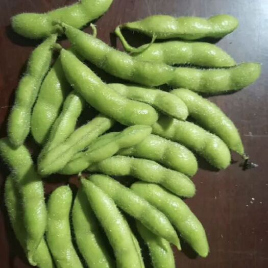 阳谷县毛豆荚  库存毛豆
