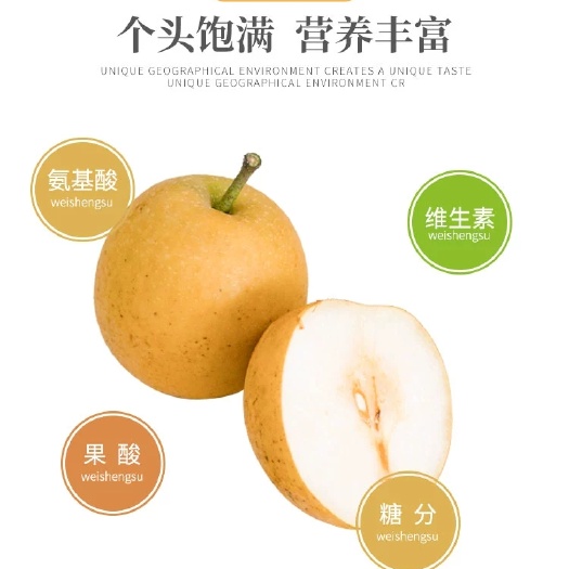 上海 鲜甜翠贵梨