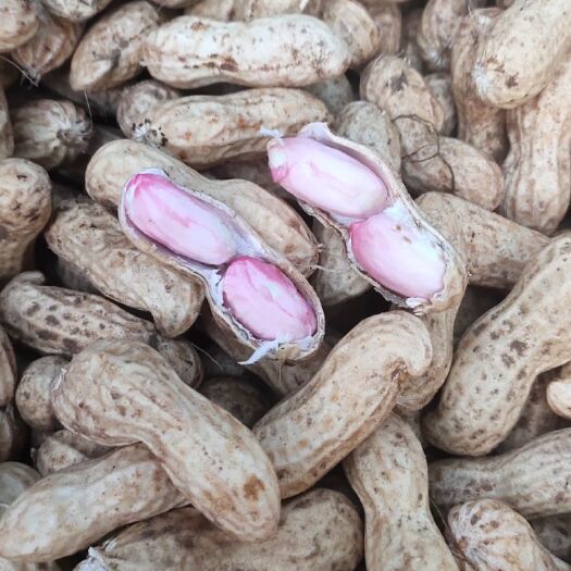  【精品湿花生】籽粒饱满，成熟度高，表皮白净，量大从优，负责找