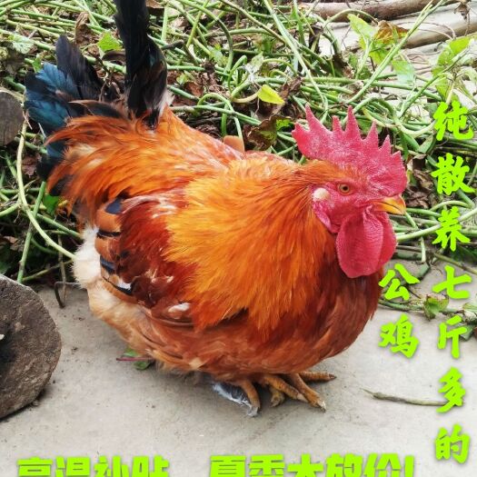 勉县 秦岭大山里正宗散养大公鸡乌鸡土鸡跑山鸡苏禽鸡