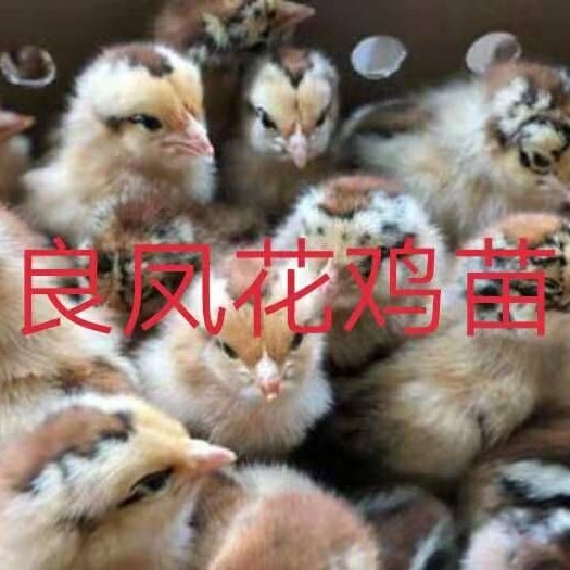 南宁良凤花鸡苗 公