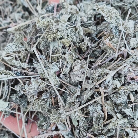  田氏溪黄草新鲜干货溪黄茶溪王草益肝广东草药散装泡茶500g
