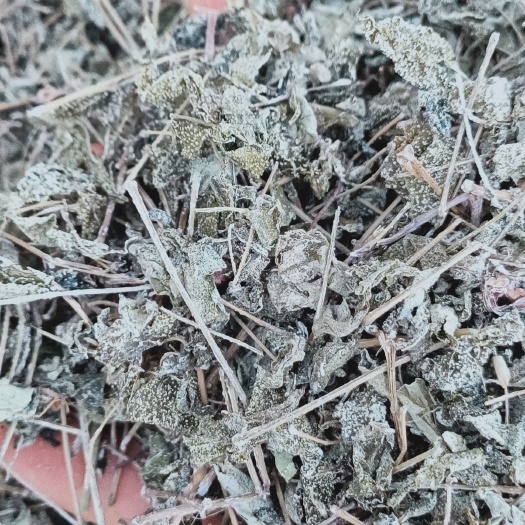 玉林 田氏溪黄草新鲜干货溪黄茶溪王草益肝广东草药散装泡茶500g