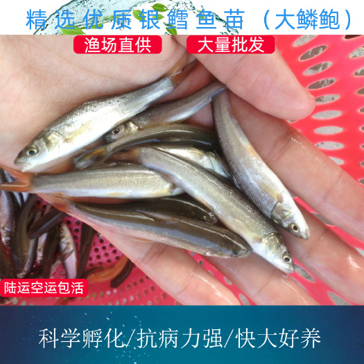 广州 银鳕鱼鱼苗 大鳞鲍银鳕鱼 裸盖鱼鱼苗