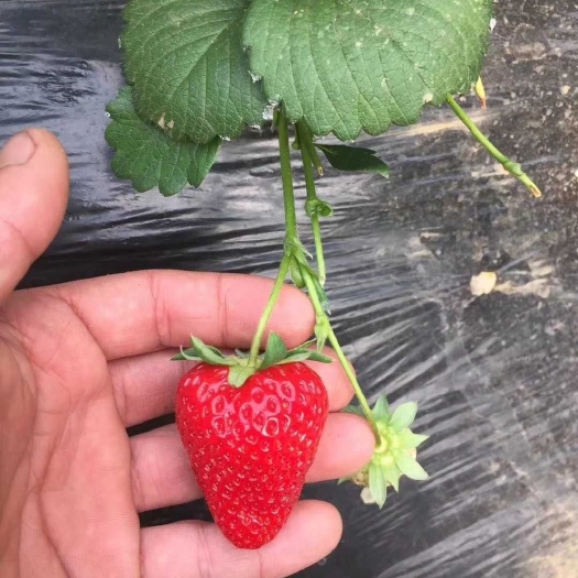 泰安红颜草莓苗，奶香草莓苗，妙香七号草莓苗，甜宝草莓苗开始预售了