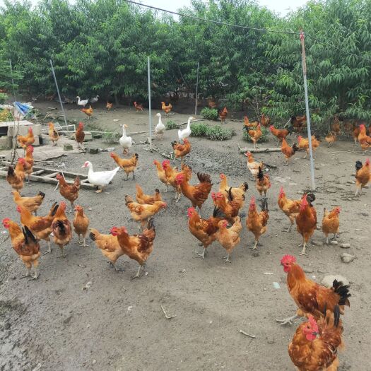 南京禽畜用饲料 大公鸡，老母鸡